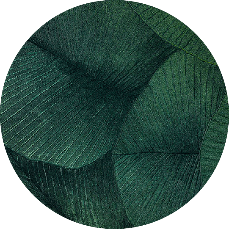 Close-up of large overlapping green tropical leaves with detailed textures.